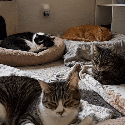 It Was Built For Multi-Cat Households, Not For One Calm Cat In One Room